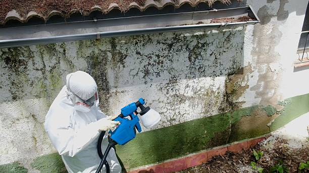 Top rated local Black Mold Removal specialists in Royersford, PA